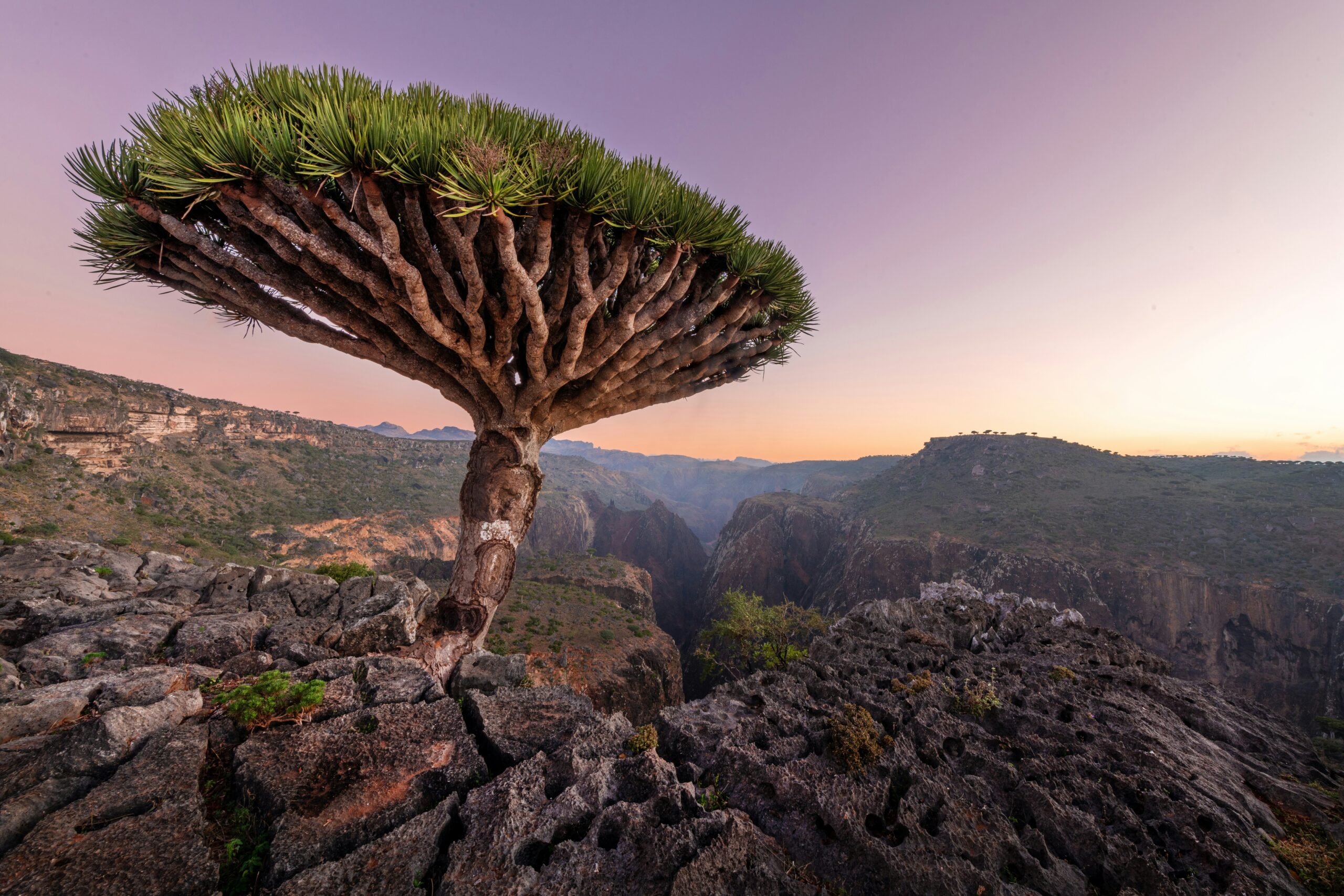 Socotra Island: The World’s Most Alien Paradise