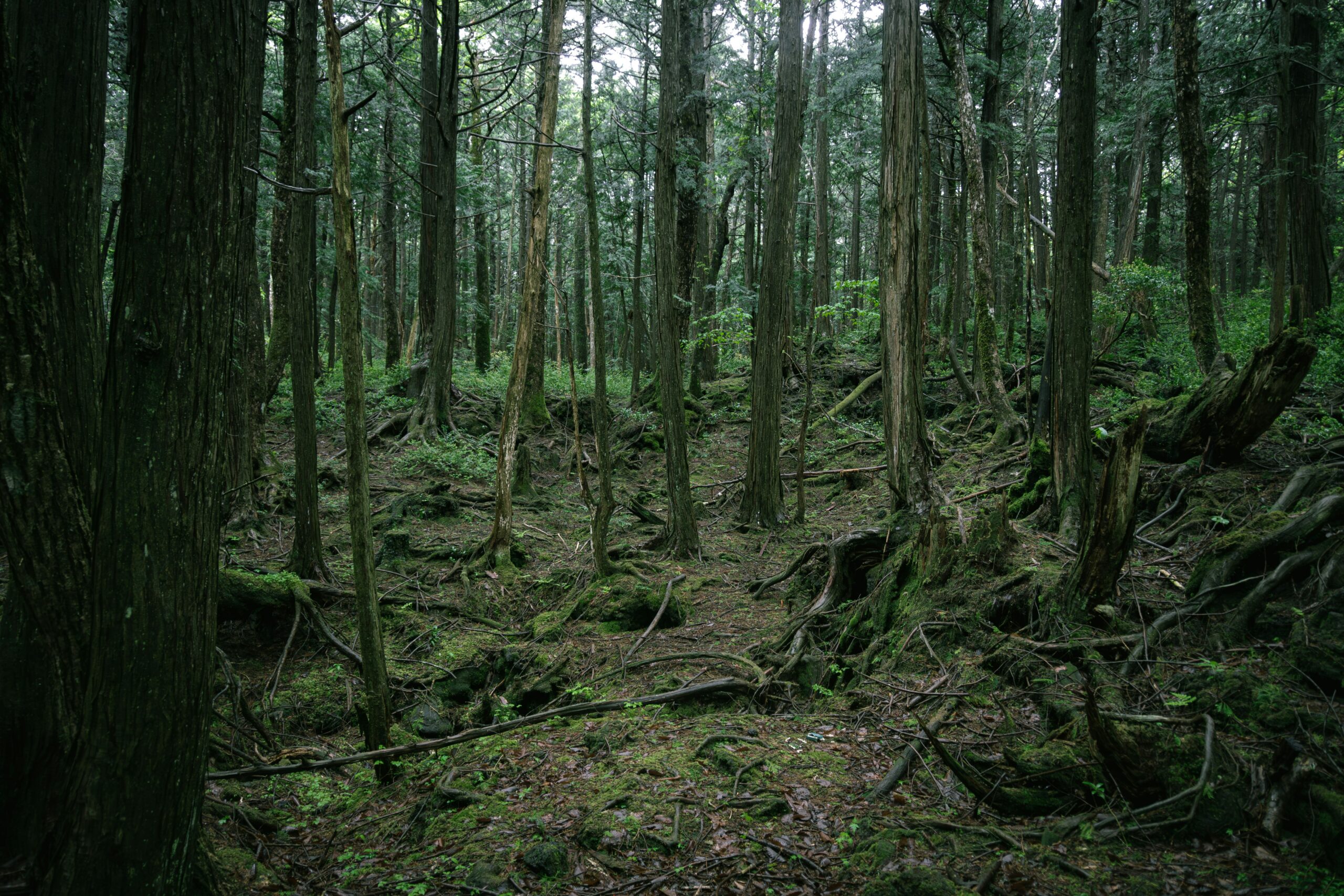 The Haunting Echoes of Aokigahara: Japan’s Infamous “Suicide Forest”