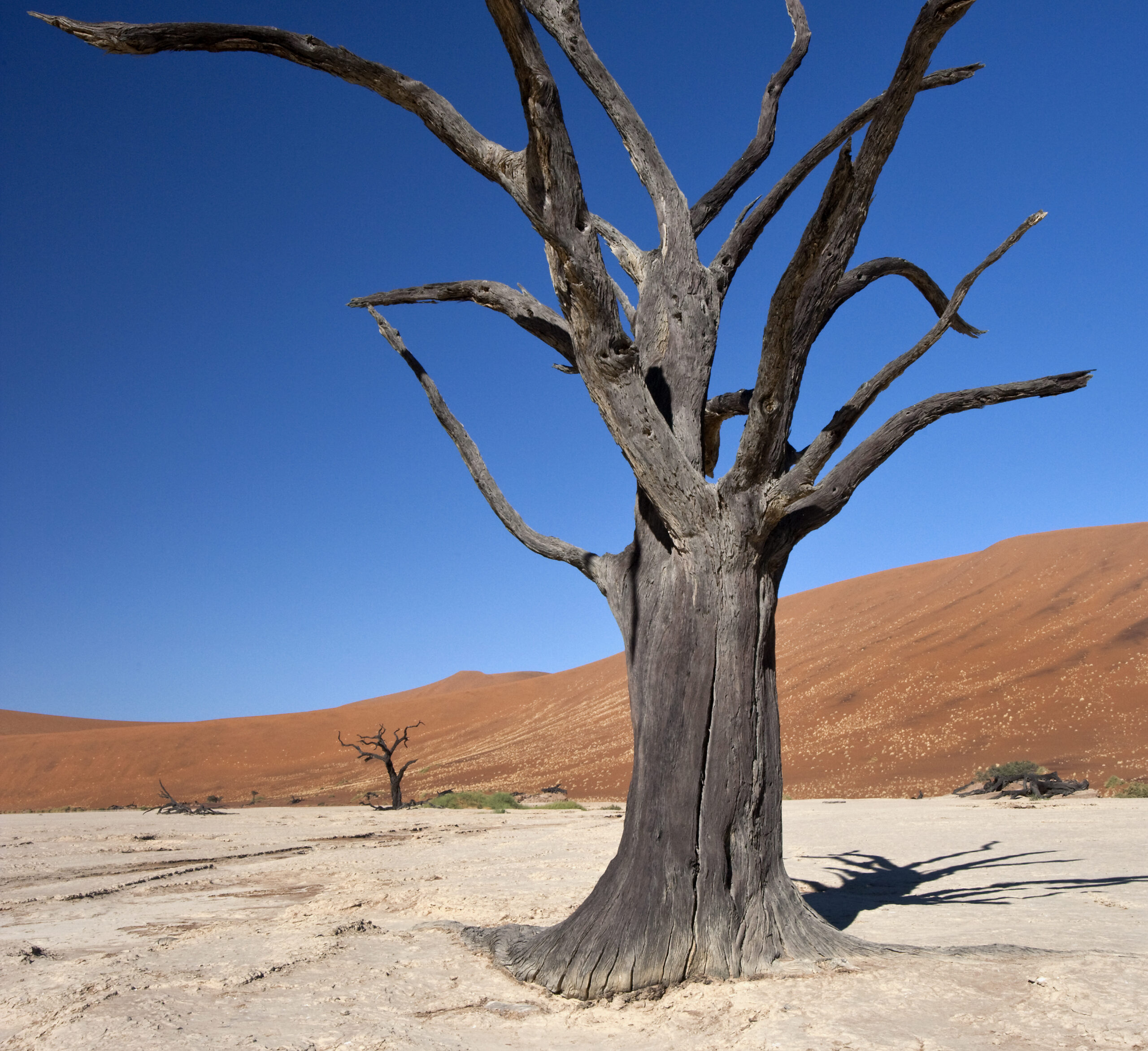 Namibia’s Deadvlei: Where Time Stands Still